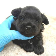 ♀︎チワプー:チワワ×トイプードル