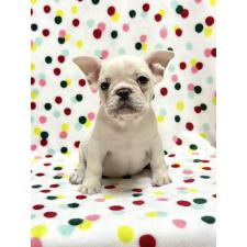 ♀︎フレンチブルドッグ