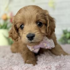 ♀︎ゴールデンドゥードル:ゴールデンレトリーバー×プードル