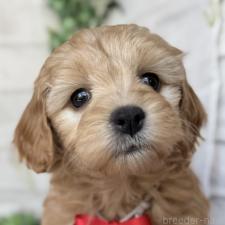 ♀︎ゴールデンドゥードル:ゴールデンレトリーバー×プードル