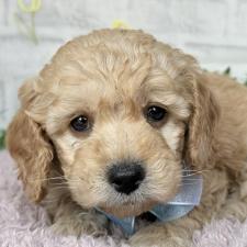 ♀︎ゴールデンドゥードル:ゴールデンレトリーバー×プードル