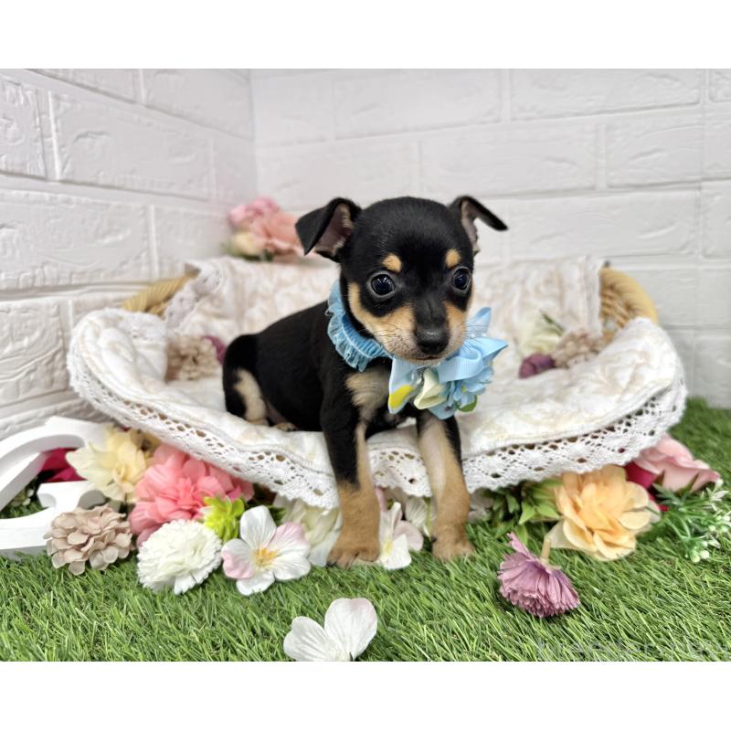 成約済の愛知県のミックス犬-440836の5枚目