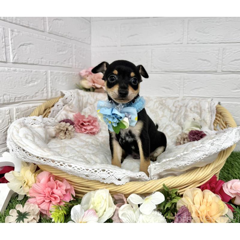 成約済の愛知県のミックス犬-440836の4枚目