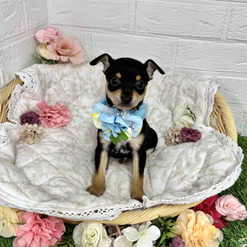 成約済の愛知県のミックス犬-440836の3枚目