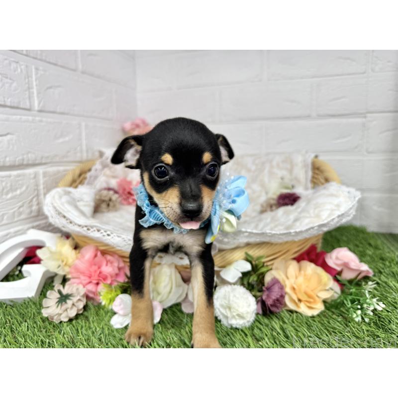 成約済の愛知県のミックス犬-440836の2枚目