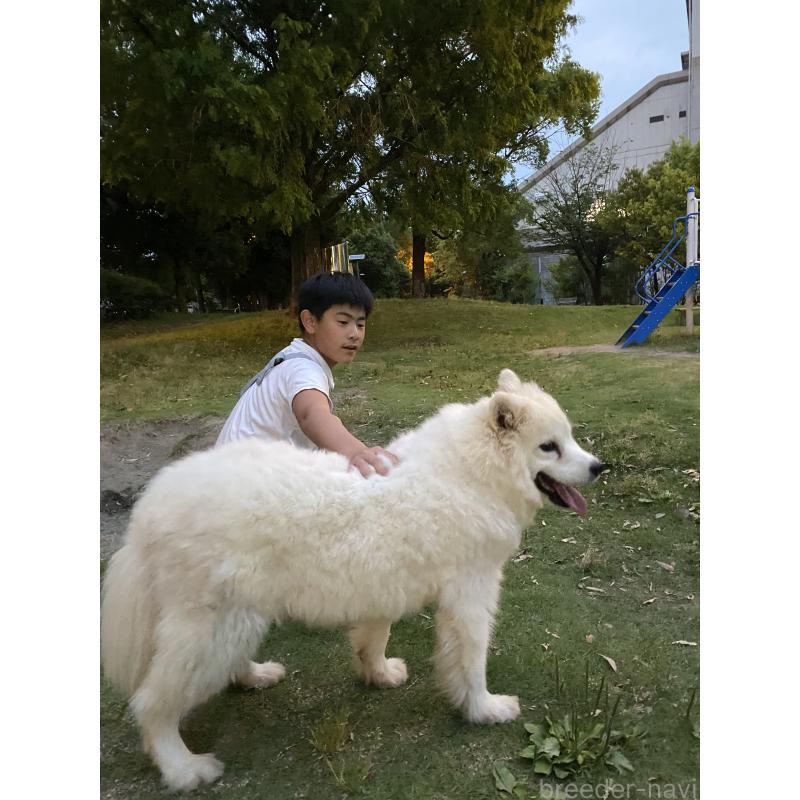 李格ブリーダーの詳細の1枚目