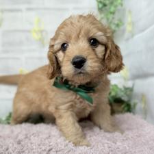 ♀︎ゴールデンドゥードル:ゴールデンレトリーバー×プードル