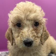 ♀︎ゴールデンドゥードル:ゴールデンレトリーバー×プードル