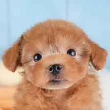 ♀︎ティーカッププードル