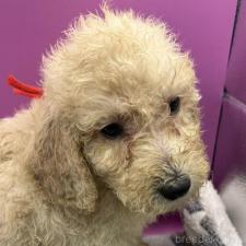 ♀︎ゴールデンドゥードル:ゴールデンレトリーバー×プードル