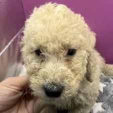 ♀︎ゴールデンドゥードル:ゴールデンレトリーバー×プードル