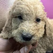 ♀︎ゴールデンドゥードル:ゴールデンレトリーバー×プードル