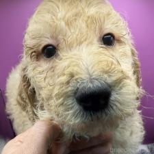 ♀︎ゴールデンドゥードル:ゴールデンレトリーバー×プードル