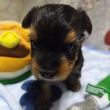 ♀︎ヨークシャーテリア