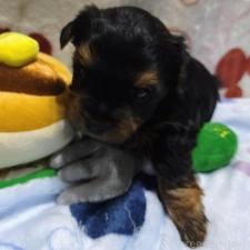 ♀︎ヨークシャーテリア