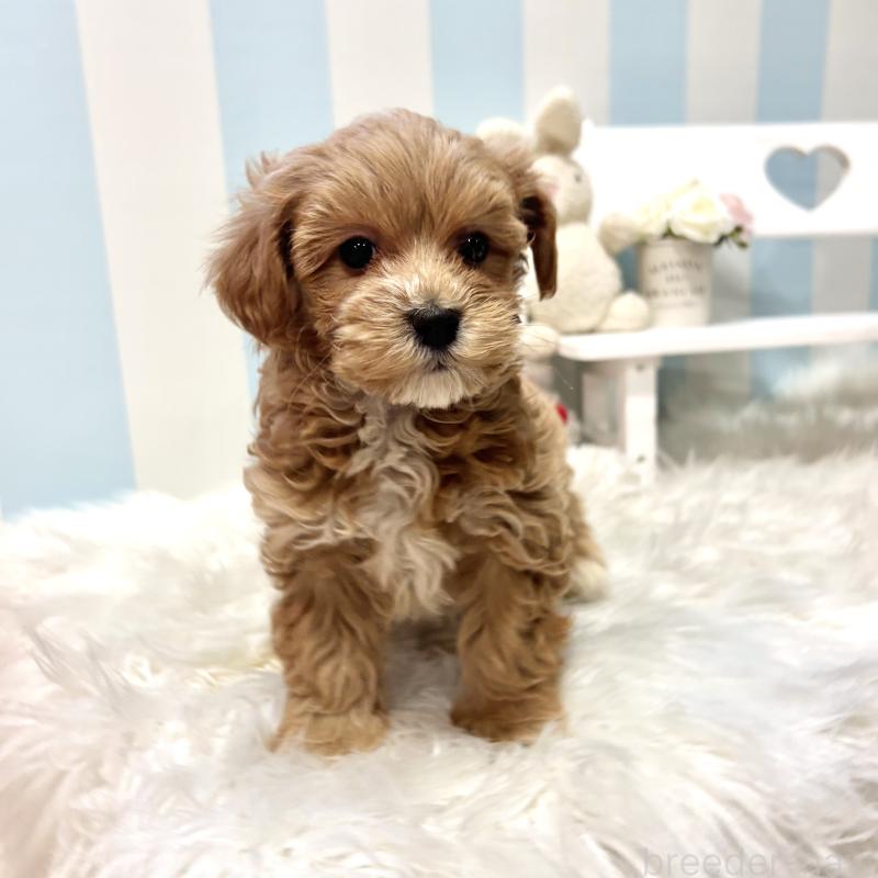 販売中の栃木県のマルプー:マルチーズ×トイプードル-445907の17枚目