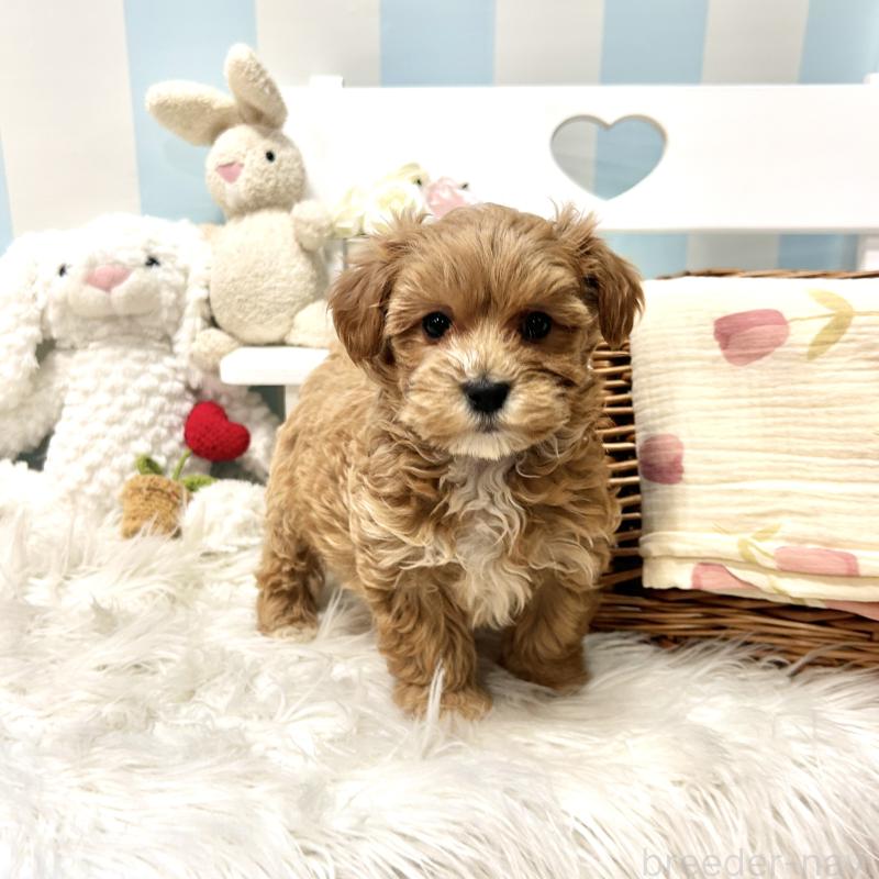 販売中の栃木県のマルプー:マルチーズ×トイプードル-445907の16枚目