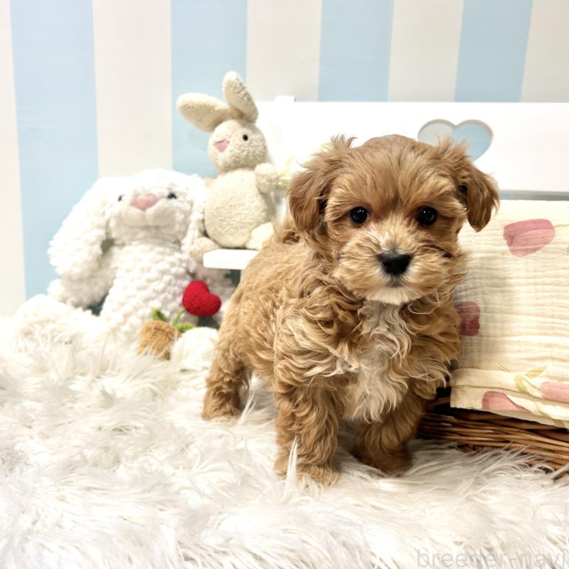 販売中の栃木県のマルプー:マルチーズ×トイプードル-445907の15枚目