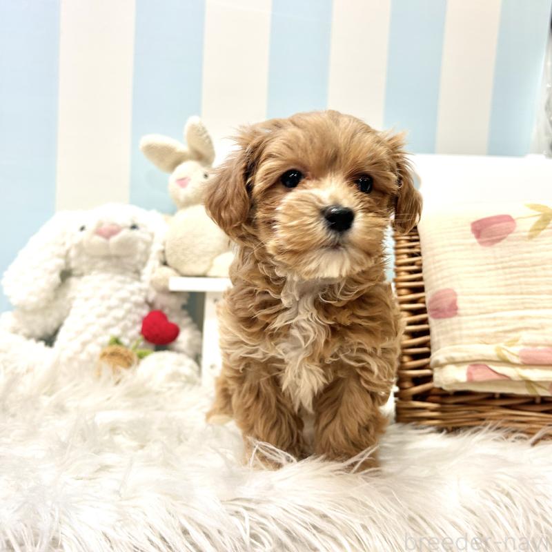 販売中の栃木県のマルプー:マルチーズ×トイプードル-445907の14枚目