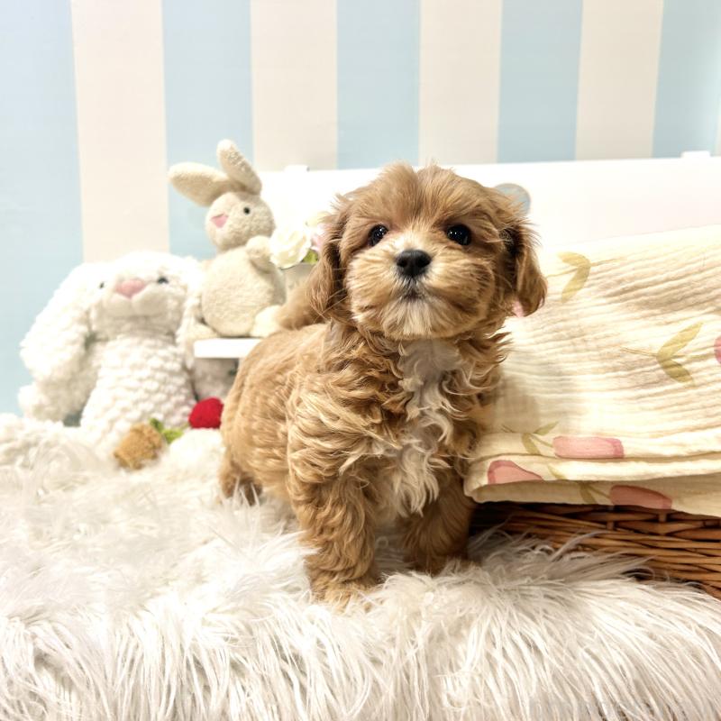 販売中の栃木県のマルプー:マルチーズ×トイプードル-445907の12枚目