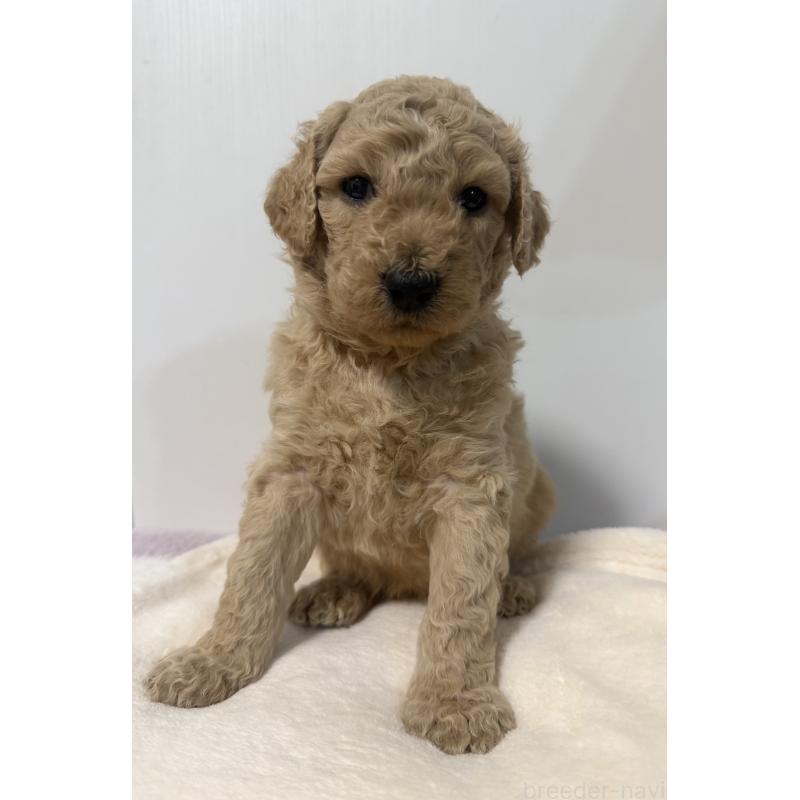 成約済の栃木県のゴールデンドゥードル:ゴールデンレトリーバー×プードル-445873の3枚目