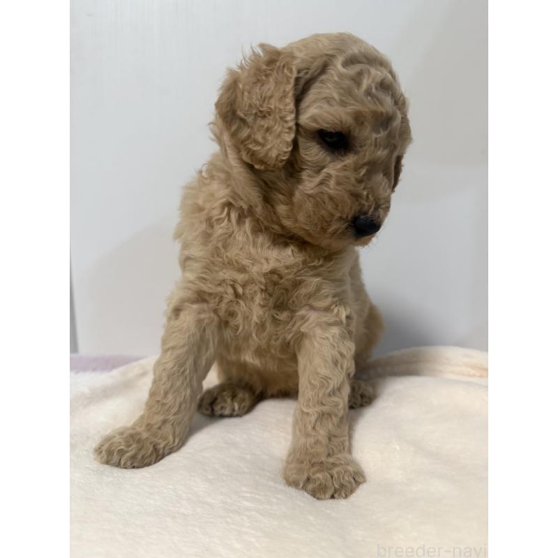 成約済の栃木県のゴールデンドゥードル:ゴールデンレトリーバー×プードル-445873の2枚目