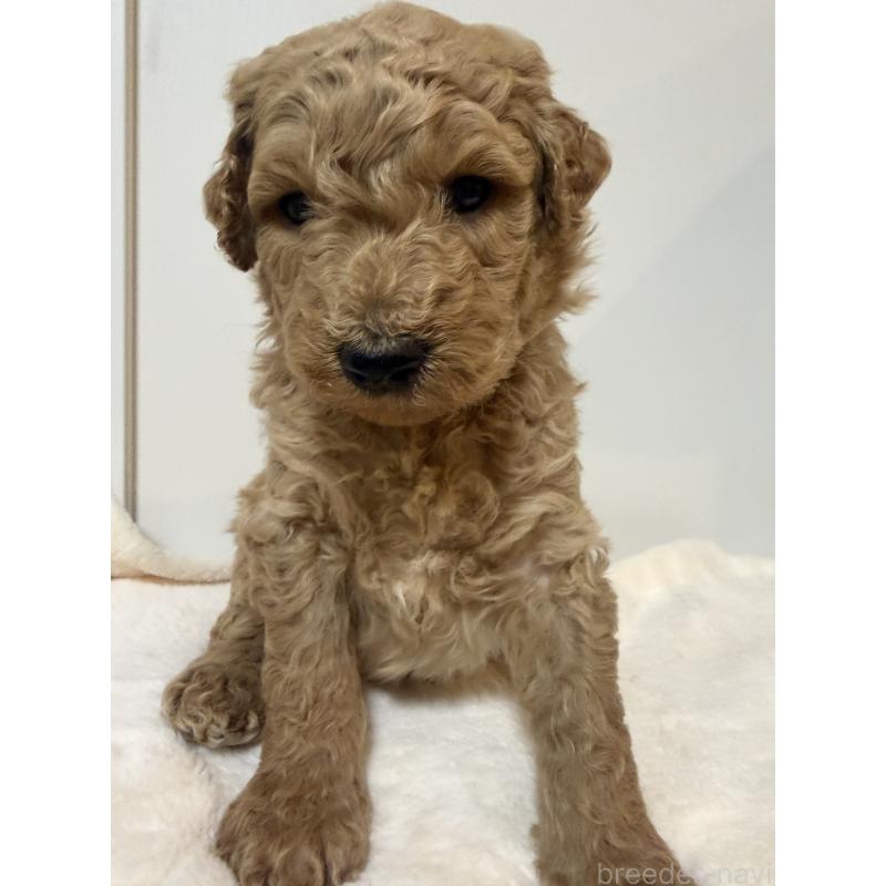 成約済の栃木県のゴールデンドゥードル:ゴールデンレトリーバー×プードル-445876の3枚目