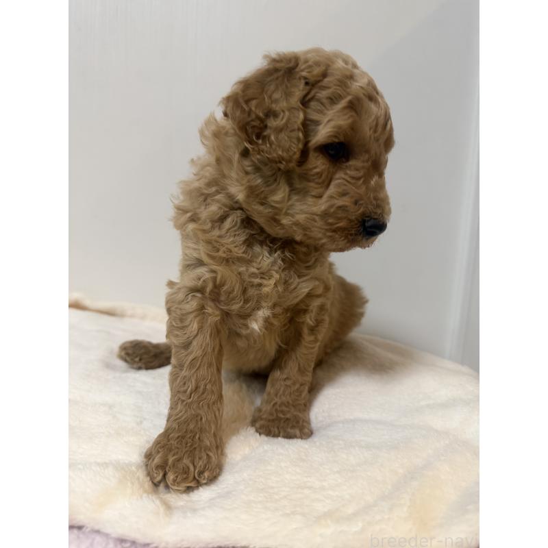 成約済の栃木県のゴールデンドゥードル:ゴールデンレトリーバー×プードル-445876の2枚目