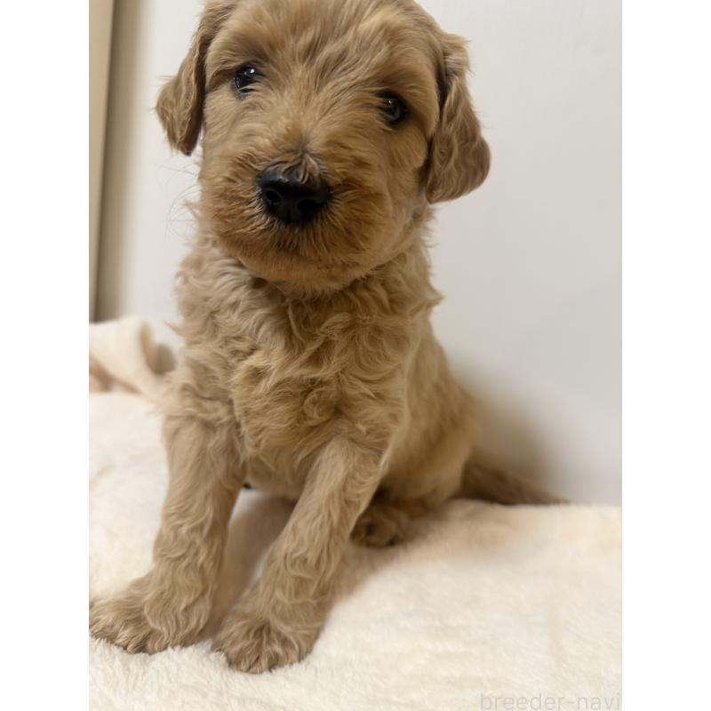 成約済の栃木県のゴールデンドゥードル:ゴールデンレトリーバー×プードル-445875の2枚目