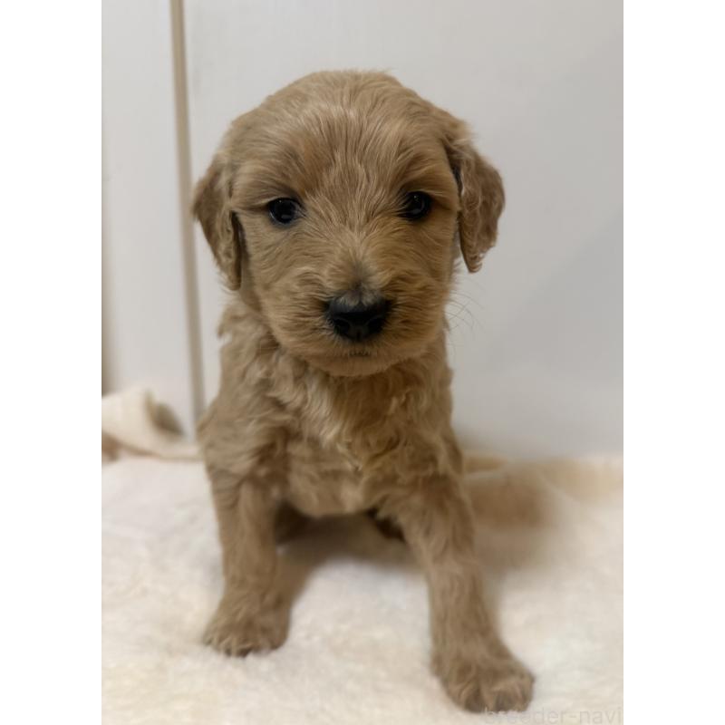 成約済の栃木県のゴールデンドゥードル:ゴールデンレトリーバー×プードル-445903の8枚目