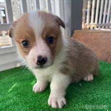 ♀︎ウェルシュコーギーペンブローク