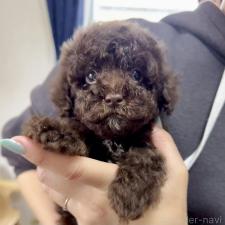 ♀︎トイプードル