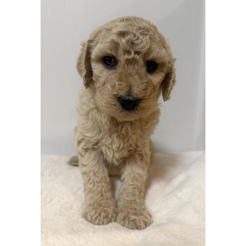 成約済の栃木県のゴールデンドゥードル:ゴールデンレトリーバー×プードル-445905の3枚目