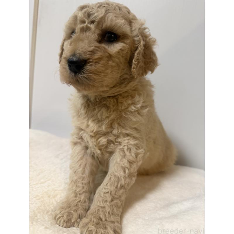 成約済の栃木県のゴールデンドゥードル:ゴールデンレトリーバー×プードル-445905の2枚目