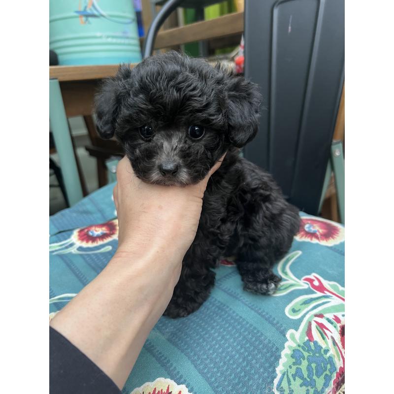 成約済の愛知県のトイプードル-445998の3枚目