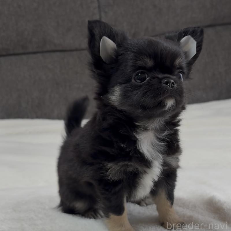 成約済の福岡県のチワワ(ロングコート)-445144の7枚目