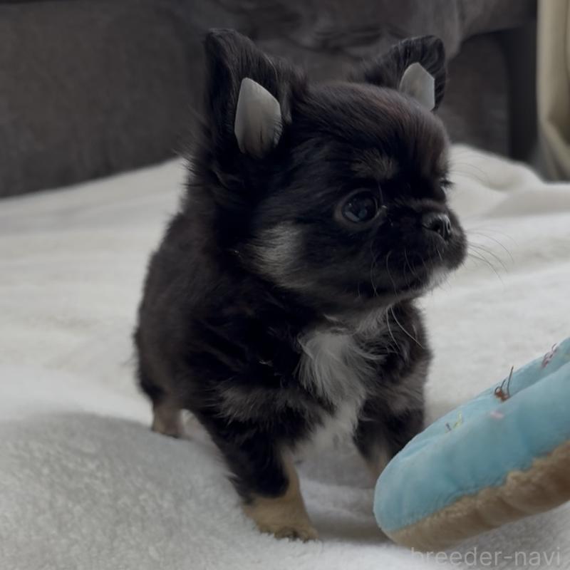 成約済の福岡県のチワワ(ロングコート)-445144の6枚目