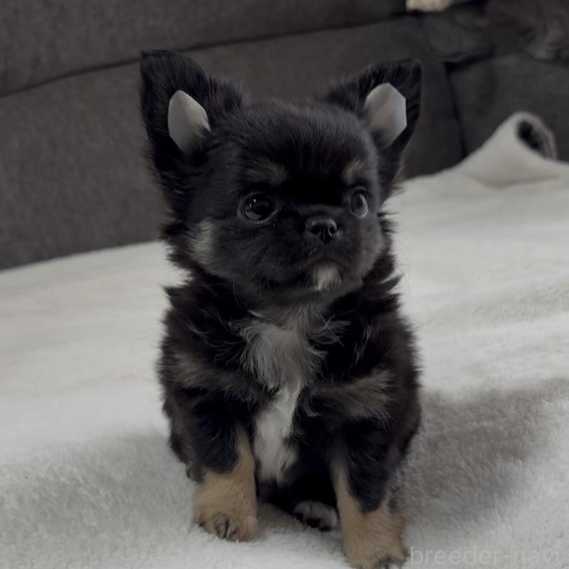 成約済の福岡県のチワワ(ロングコート)-445144の5枚目