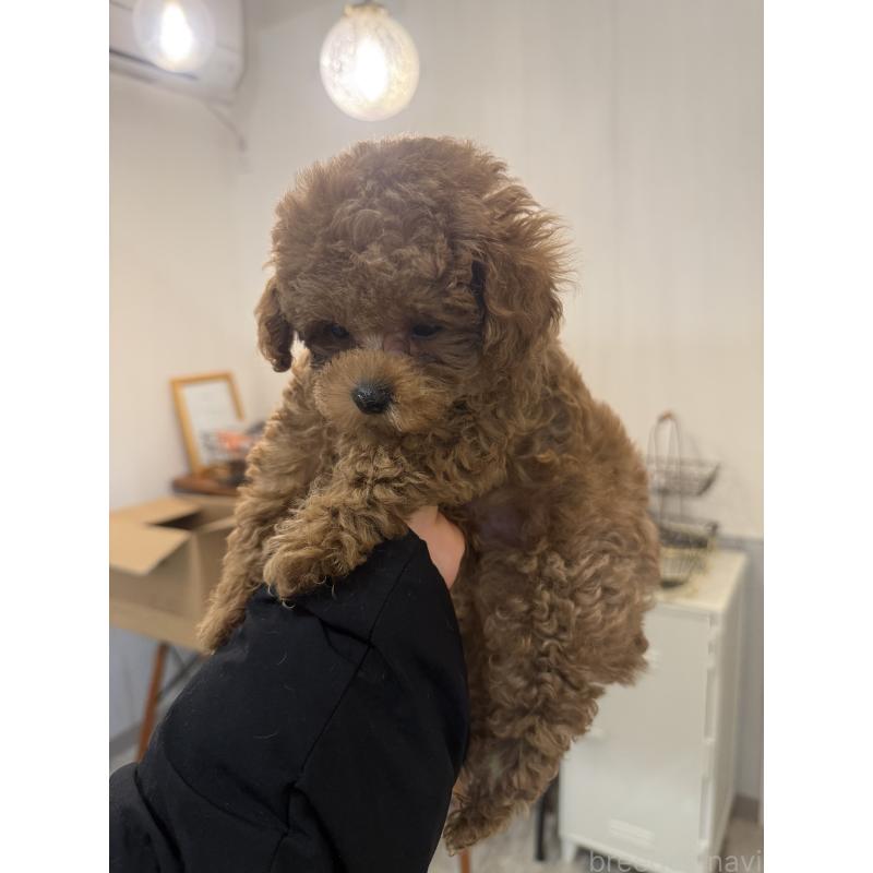 商談中の香川県のティーカッププードル-432667の2枚目