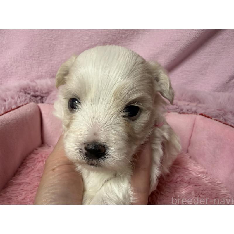 成約済の長野県のボロニーズ-447216の4枚目