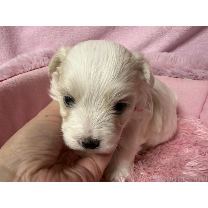 成約済の長野県のボロニーズ-447216の3枚目