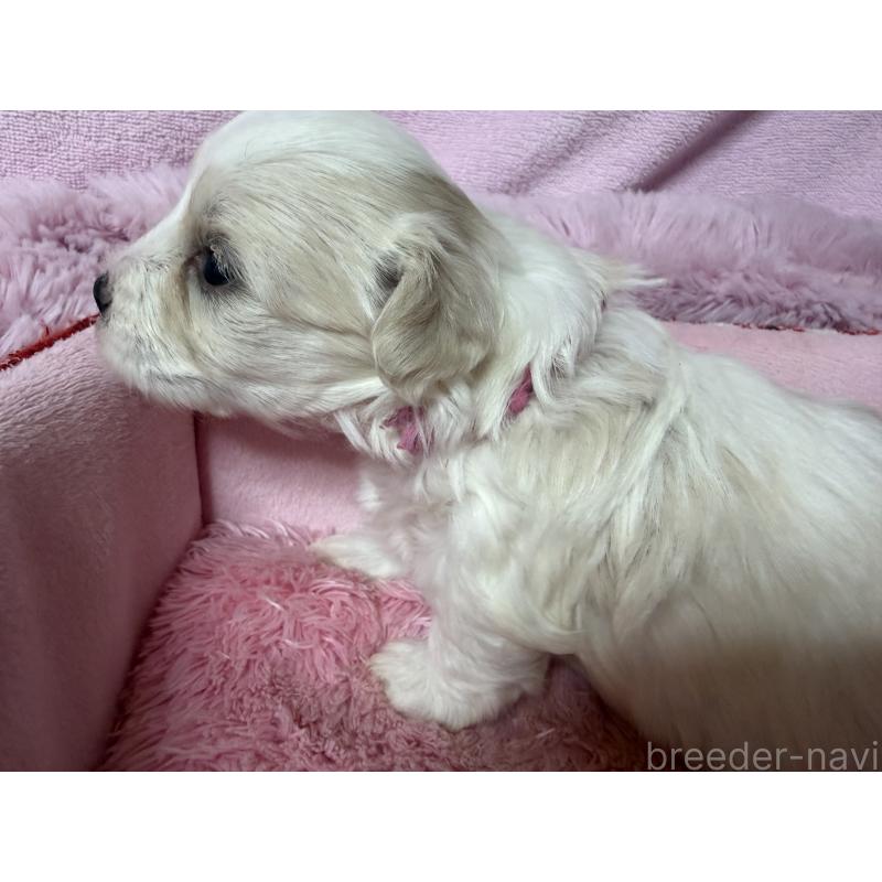 成約済の長野県のボロニーズ-447216の2枚目