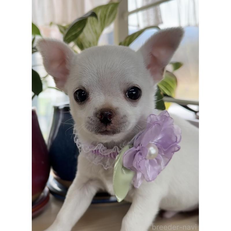 販売中の福岡県のチワワ(ロングコート)-444219の10枚目