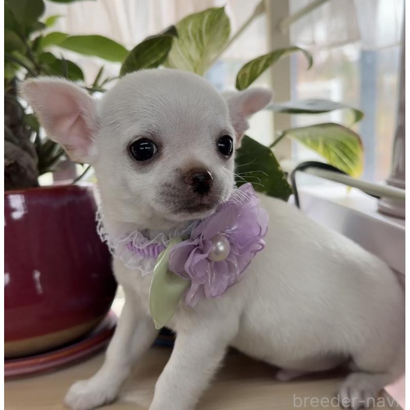 販売中の福岡県のチワワ(ロングコート)-444219の9枚目