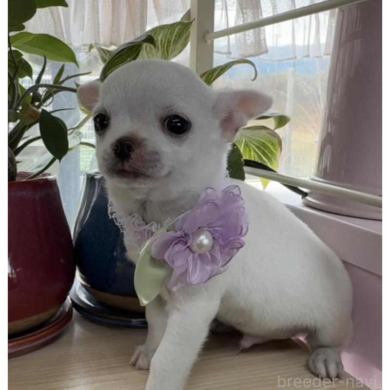 販売中の福岡県のチワワ(ロングコート)-444219の8枚目