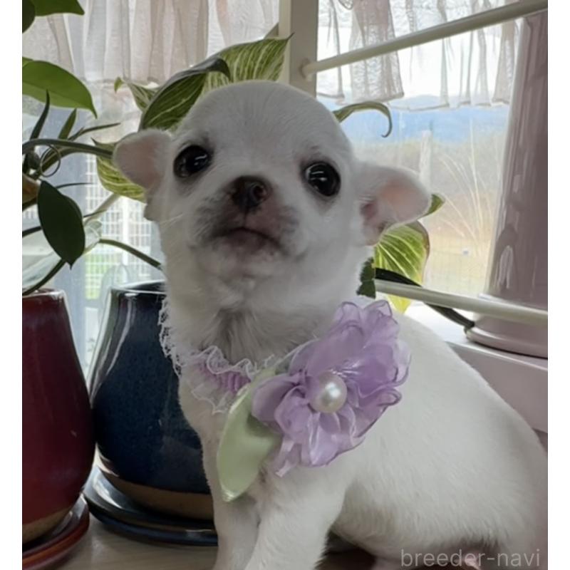 販売中の福岡県のチワワ(ロングコート)-444219の7枚目