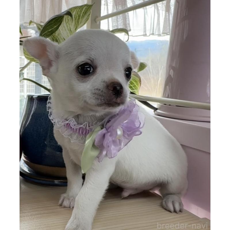 販売中の福岡県のチワワ(ロングコート)-444219の6枚目