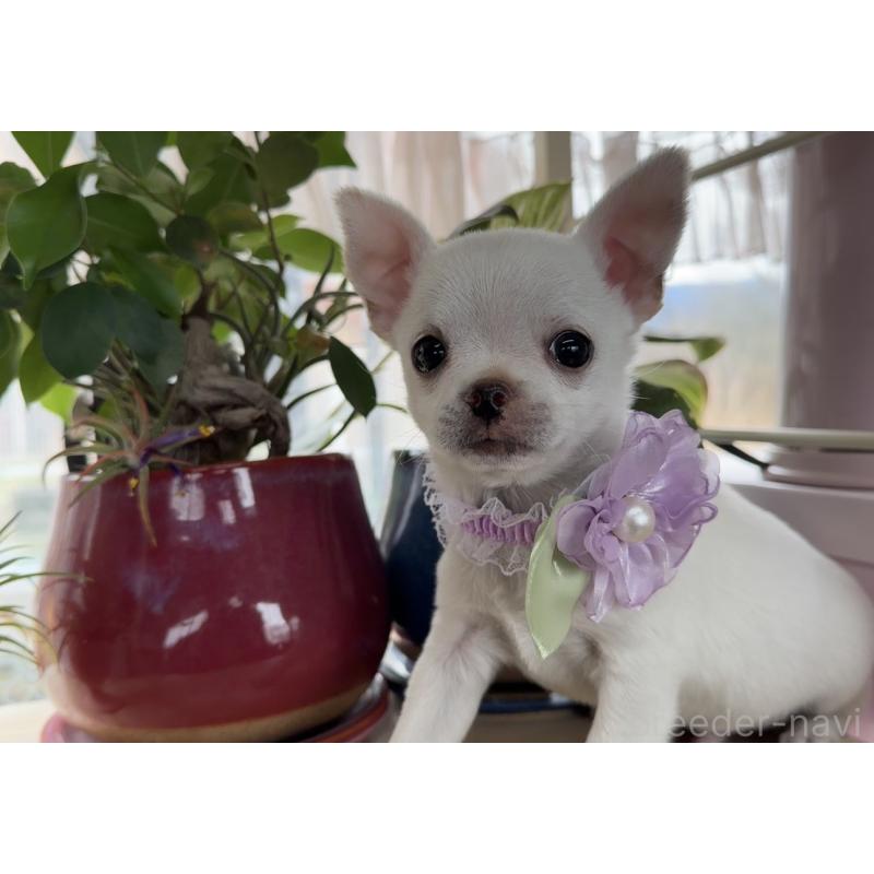 販売中の福岡県のチワワ(ロングコート)-444219の5枚目