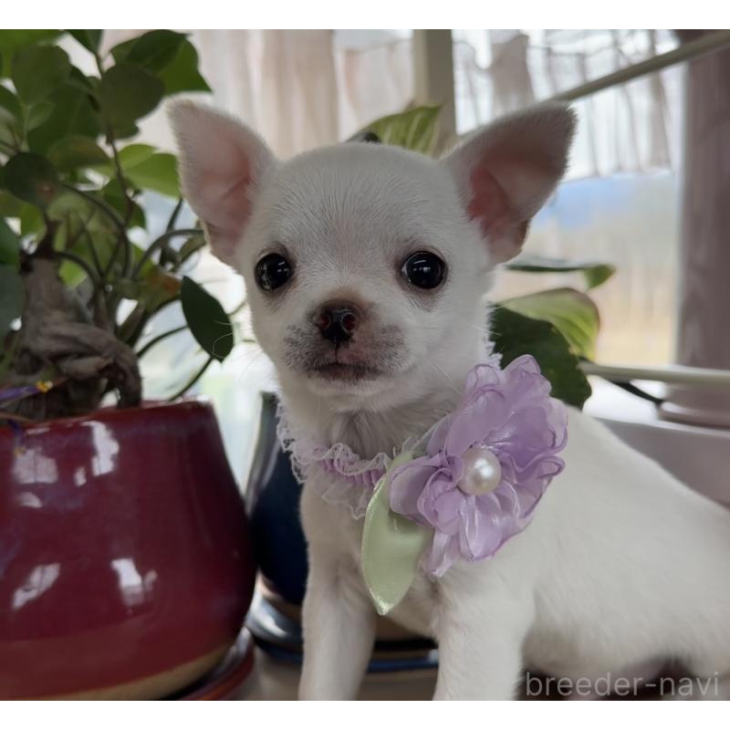 販売中の福岡県のチワワ(ロングコート)-444219の4枚目