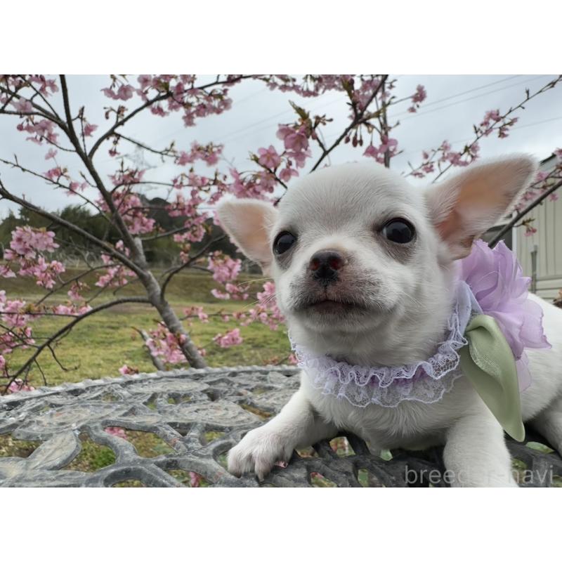 販売中の福岡県のチワワ(ロングコート)-444219の3枚目